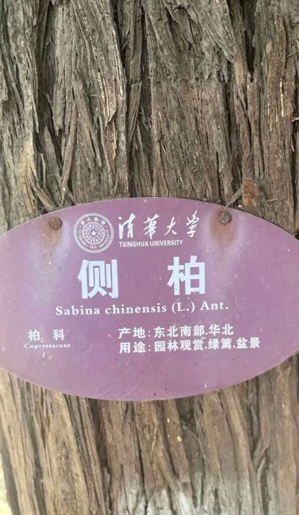 清华里面的侧柏