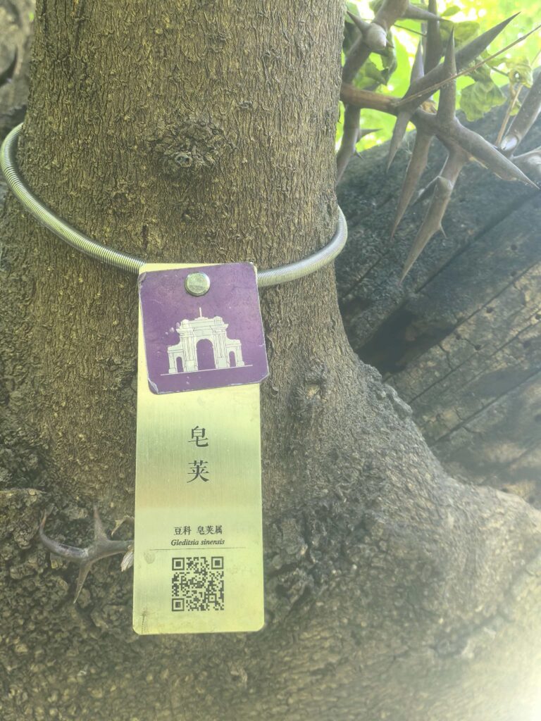清华大学里面的皂角